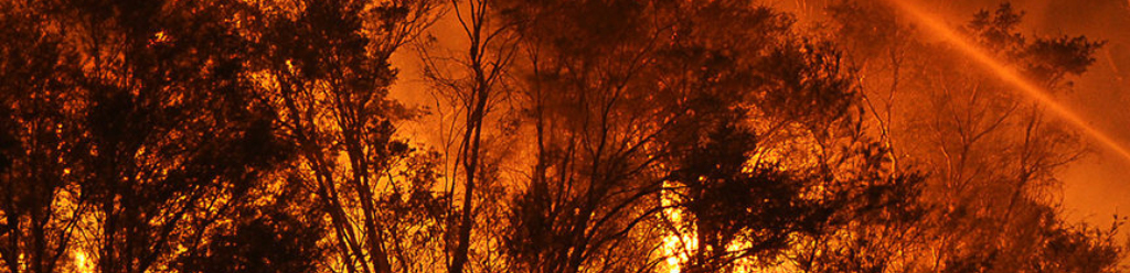 An intense bushfire rages through a forest