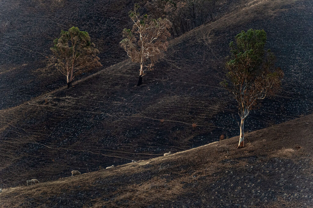 Scorched grazing ground