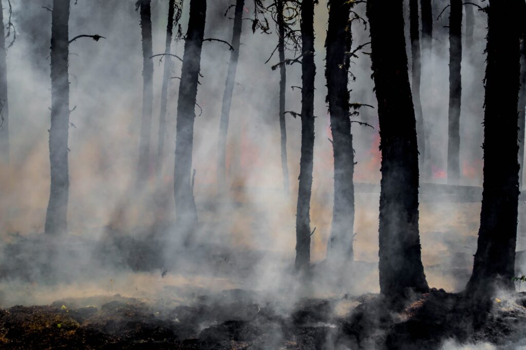 Charred trees in a scorched bushland with smoke bearing through their stands.