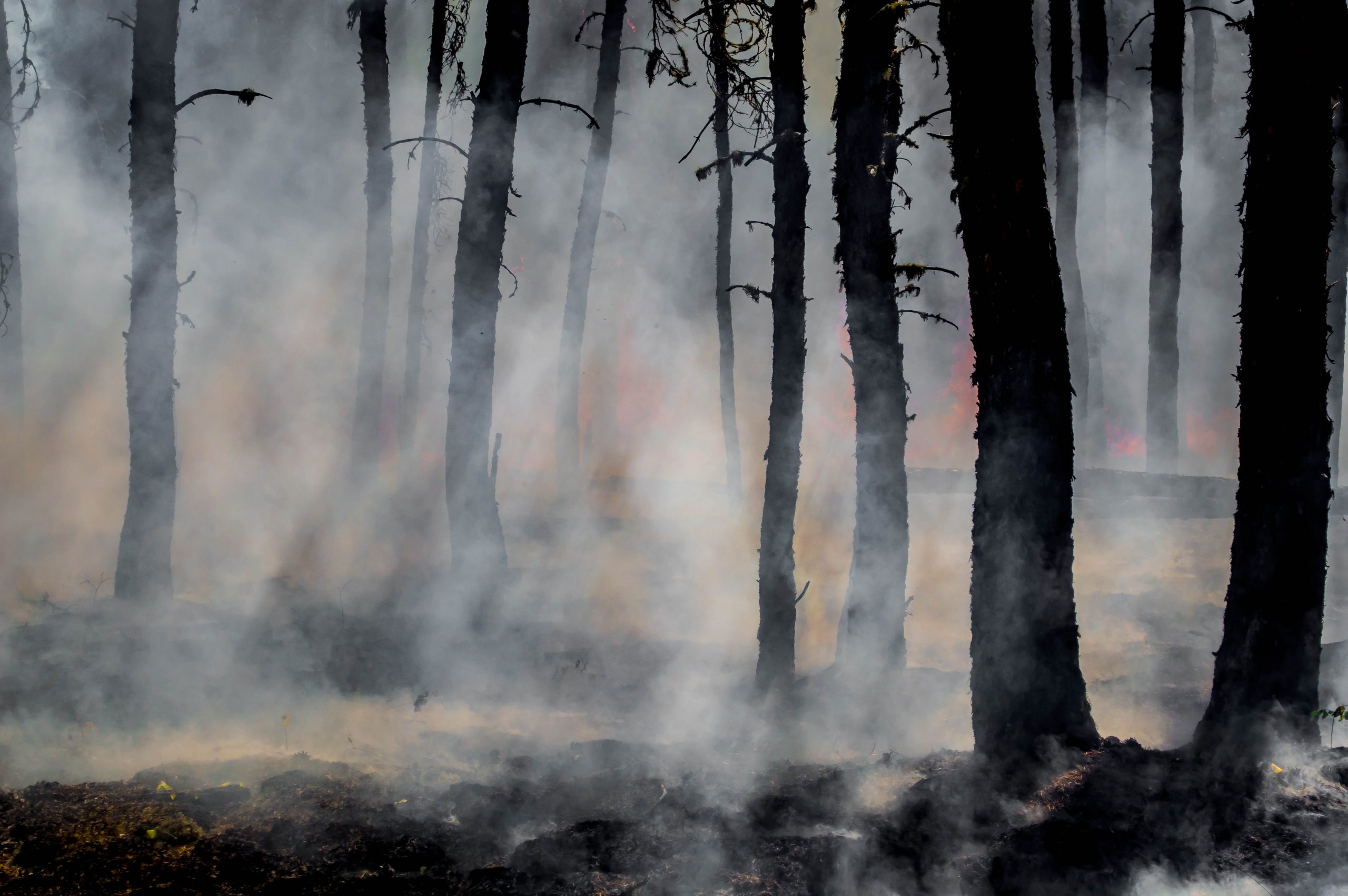 Charred trees in a scorched bushland with smoke bearing through their stands.